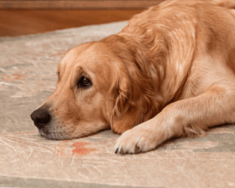 Pet stains on carpet
