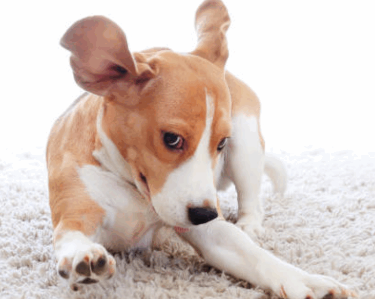 Pet stains on carpet
